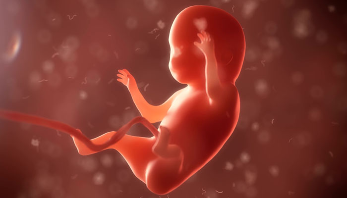 transfer-edilecek-embriyo-sayisi-nasil-belirlenmektedir-2